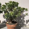 Jade Plant | Crassula Ovata Bonsai