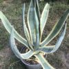 Agave Americana Yellow Edge