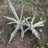 Agave Americana Yellow Edge
