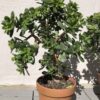 Jade Plant | Crassula Ovata Bonsai
