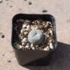 Lophophora Williamsii Cactus