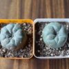 Lophophora Williamsii Cactus