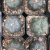 Lophophora Williamsii Cactus