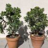 Jade Plant | Crassula Ovata Bonsai