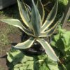 Agave Americana Yellow Edge
