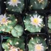 Lophophora Williamsii Cactus | Lophophora Williamsii Cactus For Sale