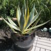 Agave Americana Yellow Edge | Variegated Agave For Sale