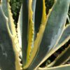 Agave Americana Yellow Edge | Variegated Agave For Sale