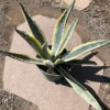 Agave Americana Yellow Edge