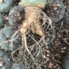 Lophophora Williamsii Cactus | Lophophora Williamsii Cactus For Sale