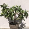 Jade Plant | Crassula Ovata Bonsai