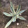 Agave Americana Yellow Edge