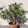 Jade Plant | Crassula Ovata Bonsai