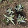 Agave Americana Yellow Edge