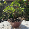 Water Jasmine | Wrightia Religiosa | Water Jasmine For Sale