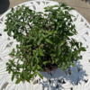 Water Jasmine | Wrightia Religiosa | Water Jasmine For Sale