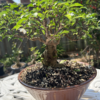 Water Jasmine | Wrightia Religiosa | Water Jasmine For Sale