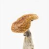 Golden Teacher Magic Mushroom For Sale