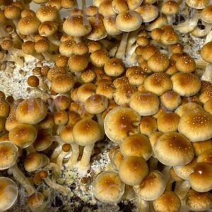Psychedelic Mushrooms